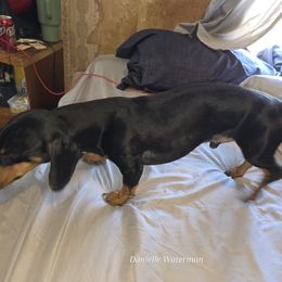 Bandit - Dachshund