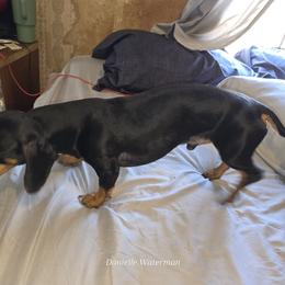 Bandit - Dachshund