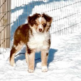 Quinn - Red merle female Toy Australian Shepherd puppy in Hartman, Arkansas from Southern Edition Aussies