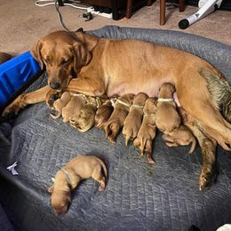 Labrador Retriever Puppies from Greenwing Kennel