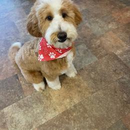 Millie Lou Liming - Bernedoodle