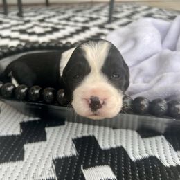 Midnight - Black and white female English Springer Spaniel puppy in Swainsboro, Georgia from Sweet Georgia Springers