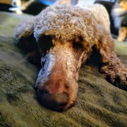 Charlotte - Poodle