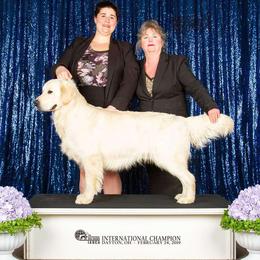 Bach - Golden Retriever