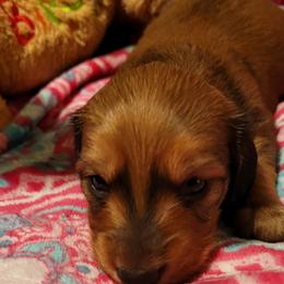 Dachshund Puppies from CLARK'S BREEDING PROGRAM