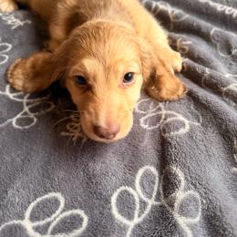 Milo - Cream male Dachshund puppy in Magnolia, Texas from Carrie’s Countryside Dachshunds