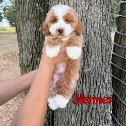 Hermes - Red male Bernedoodle puppy in Mount Vernon, Missouri from PoodlelyDoodlely
