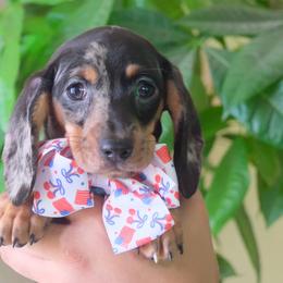 Silver - Dapple female Dachshund puppy in Lady Lake, Florida from Mimis dainty daxis