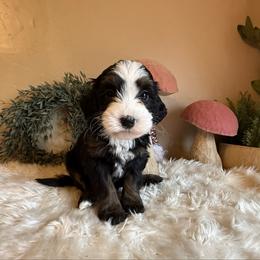 Girl 1 - Tri-color female Bernedoodle puppy in Perryville, Maryland from Heavenly Heritage Dachshunds and Doods