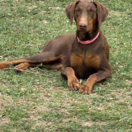 Oozie - Doberman Pinscher