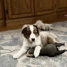 Miniature Australian Shepherd Puppies from Highland Hills Mini Aussies