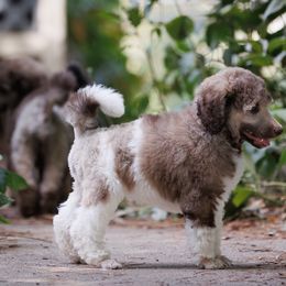 Poodle Puppies from Mystic Moon Poodles