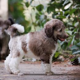Poodle Puppies from Mystic Moon Poodles
