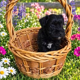 Cap'n Crunch - Black male Miniature Schnauzer puppy in Allison, Iowa from Firefly Stables