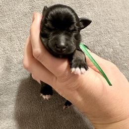 Green Boy - Black and silver male Miniature Schnauzer puppy in Floyd, Virginia from Little River Puppies