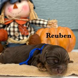 Reuben - Chocolate male Cavalier King Charles Spaniel puppy in El Campo, Texas from Longhorn Cavaliers