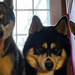 Siberian Huskies from Rhea Pups