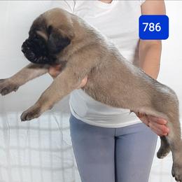AKC PUP 786 - Fawn male Mastiff puppy in Ava, Missouri from Ozark Mountain Mastiffs