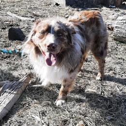 Whiskey - Australian Shepherd