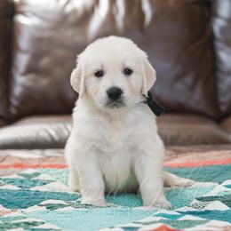 Boy 3 - male Golden Retriever puppy in Bedford, Indiana from Indiana Goldens