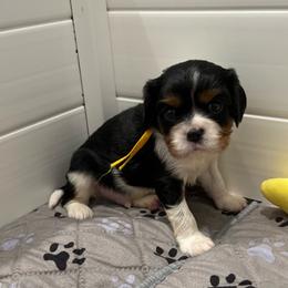 Herby (yellow collar) - Tri-color male Cavalier King Charles Spaniel puppy in Ocala, Florida from Ray of Sunshine Spaniels LLC