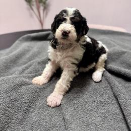 Smokey - Black and white male Bernedoodle puppy in Moreno Valley, California from Ayy_Doodles