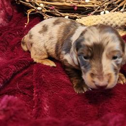 Chocolate dapple boy - Dapple male Dachshund puppy in West Plains, Missouri from Spring Creek Dachshunds