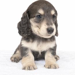 Willow (No breeding homes allowed) - Blue and cream female Dachshund puppy in Fayetteville, North Carolina from RRD