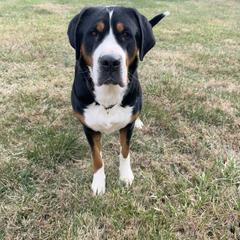 Dani - Greater Swiss Mountain Dog