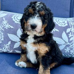 Charlie Brown Boy - Tri-color male Bernedoodle puppy in The Woodlands, Texas from Gracie's Goldendoodles and Bernedoodles