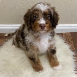 Australian Mountain Doodle, Bernedoodle, and Goldendoodle Puppies from Wynterwood Doodles
