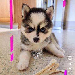 Frankie - Male Black,White, Silver Shading - Black and white male Pomsky puppy in Hurleyville, New York from My Crazy Pomskys