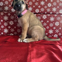 Peach - Wheaten female Irish Wolfhound puppy in Ashland, Ohio from Castle Keep Hounds, LLC