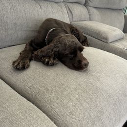 Nova - Cocker Spaniel
