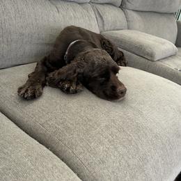Nova - Cocker Spaniel