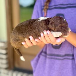 Cocoa - Red tri-color female Aussiedoodle puppy in Eastman, Georgia from Dood B Ranch