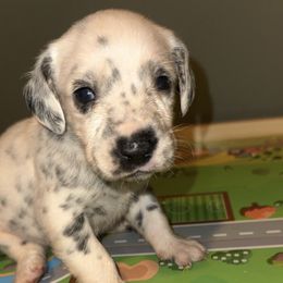 Carol - White and black female Dalmatian puppy in Bremen, Georgia from Clark’s Dalmatians