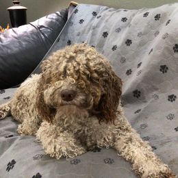 Lagotti Romagnoli from Stan and Merrie's Lagotto Romagnolo