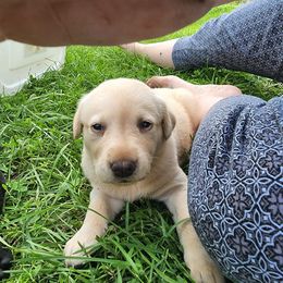 Labrador Retriever Puppies from Huebbe's Labradors