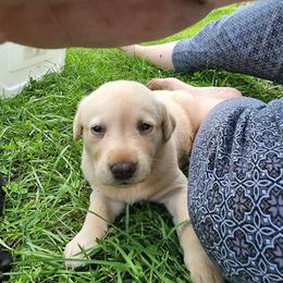 Labrador Retriever Puppies from Huebbe's Labradors