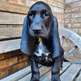 Coral - Black female Colombian Fino Hound puppy in Kingston, Tennessee from Fino Hounds USA
