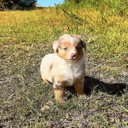 Girl 1 - Red merle female Miniature Australian Shepherd puppy in Iola, Texas from MK Aussies