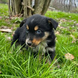 Girl 1 - Black tri-color female Australian Shepherd puppy in Sunbright, Tennessee from Laudrick Aussies