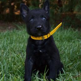 Yellow Collar Female - Black brindle female Dutch Shepherd puppy in Fayetteville, North Carolina from Iron Sight K9s