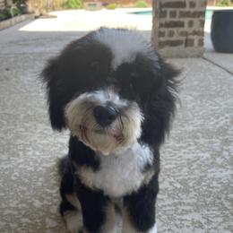 Bernedoodle Puppies from Sweet Pea Bernedoodles