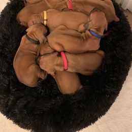 Rhodesian Ridgeback Puppies from Amber Trace Rhodesian Ridgebacks