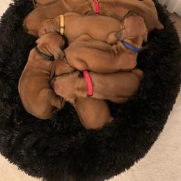 Rhodesian Ridgeback Puppies from Amber Trace Rhodesian Ridgebacks