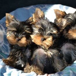 Rhodesian Ridgeback and Yorkshire Terrier Puppies from Rhoxwood Kennel