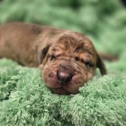 Ouiser - Merle female Great Dane puppy in Granby, Missouri from HCR Great Danes