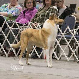 Tristan - Collie